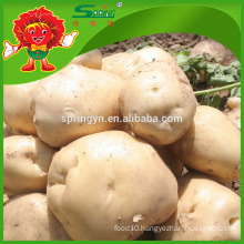 farm sell fresh potato low price in bulk selling fresh purple sweet potato